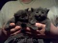 vand pui de pisica albastru de rusia varsta 2 luni
