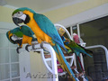 Papagali Macaw de vânzare