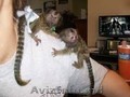 Marmosets Monkeys sunt disponibile acum