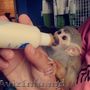 maimute veverita pentru copii
